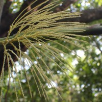 Areca concinna Thwaites